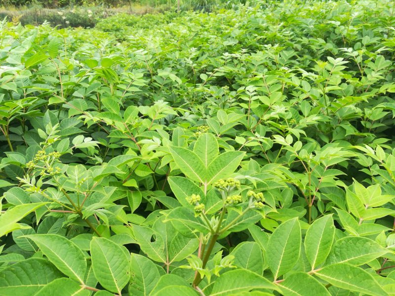 正宗高产吴茱萸苗扦插苗保成活提供售后技术指导