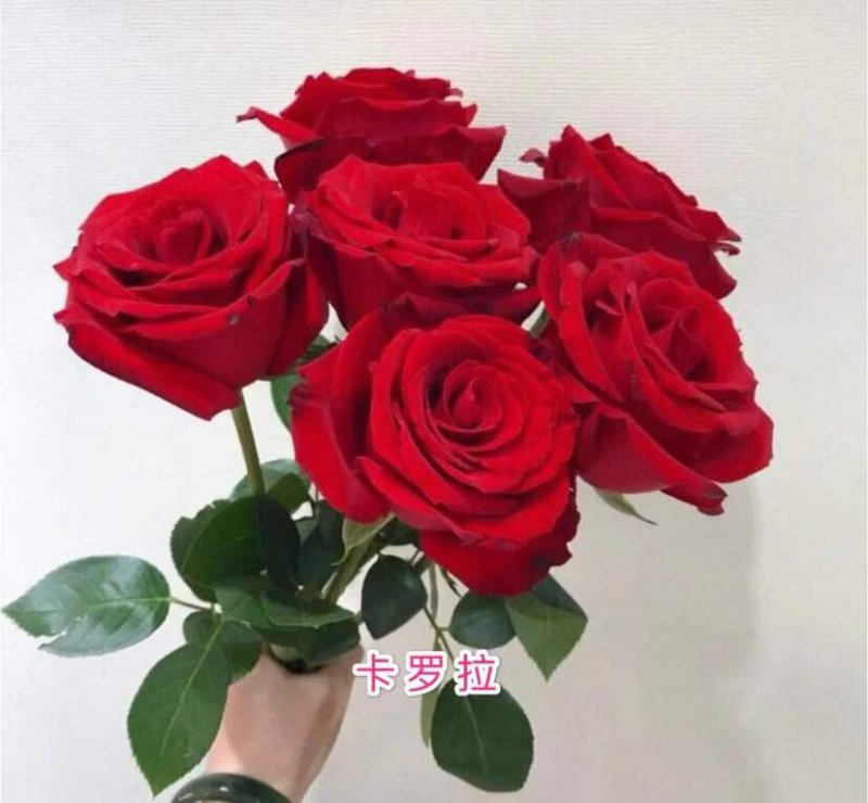 精品四季玫瑰杯苗四季开花成活率高达99%，带土发货