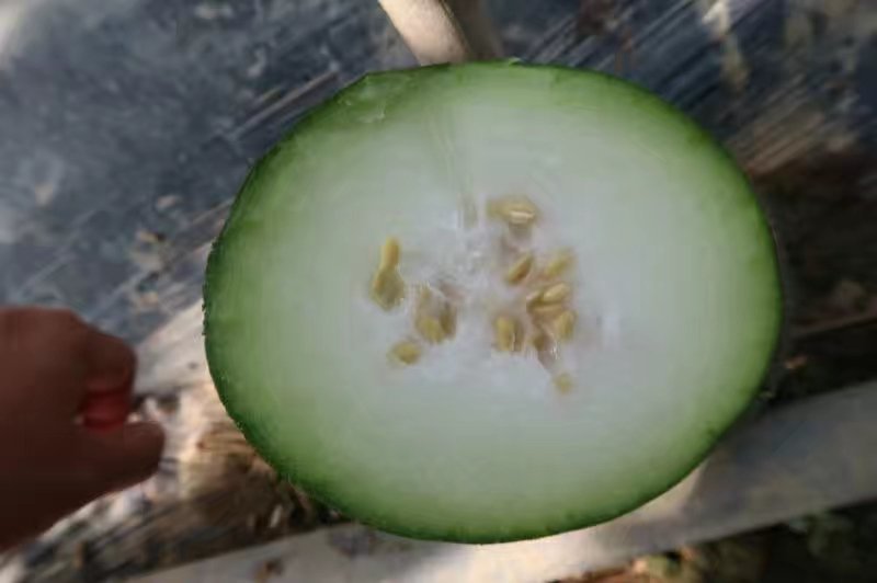 【精选】珍绿水果型小冬瓜种子抗病抗虫性强品质好产量高