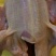 【乳鸽】新鲜现宰全清膛（5两.6两.7两.8两）