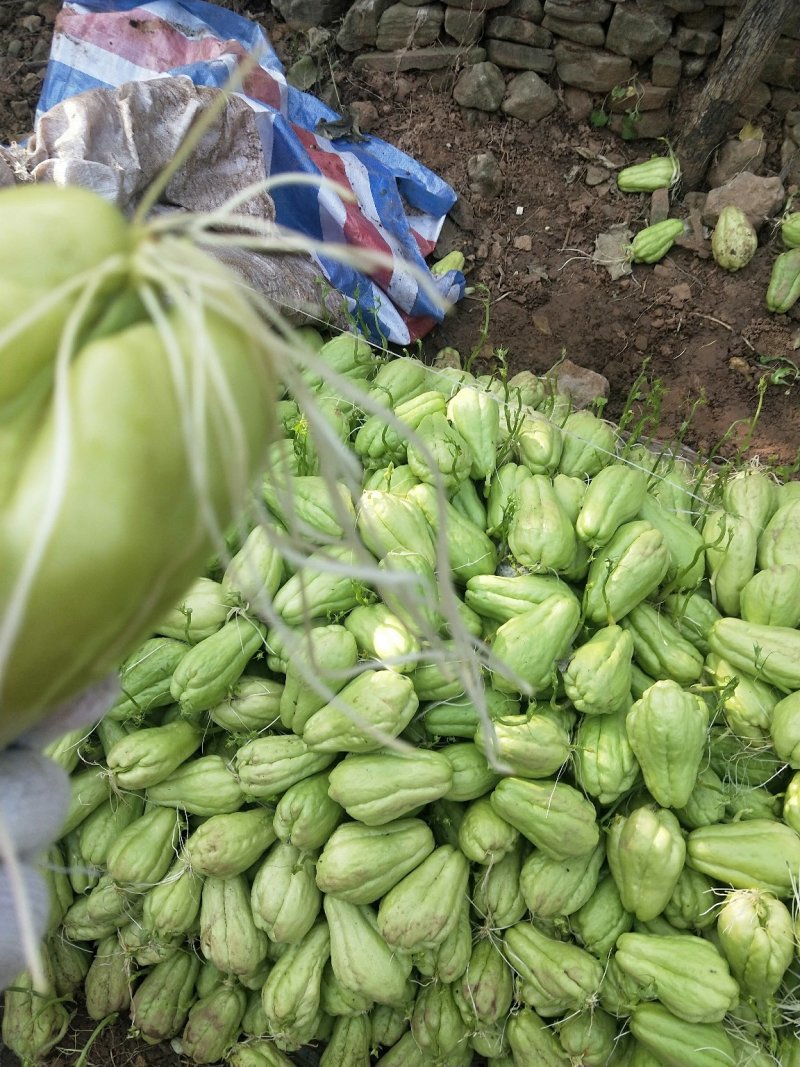 佛手瓜芽