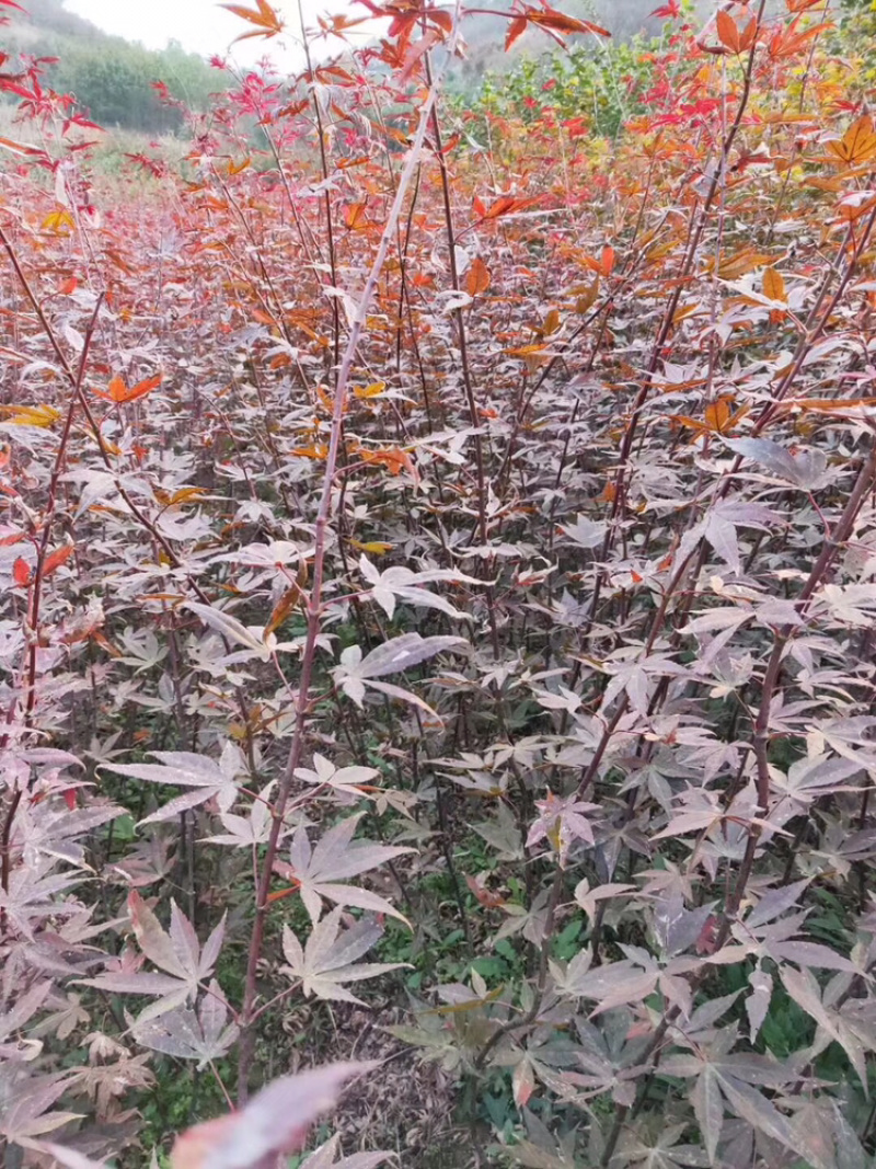 鸡爪槭小苗精品鸡爪槭绿化苗鸡爪槭小苗供
