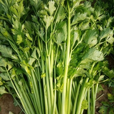 芹菜滑县芹菜万亩园区大棚蔬菜种植基地直发一手货源