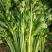 芹菜滑县芹菜万亩园区大棚蔬菜种植基地直发一手货源