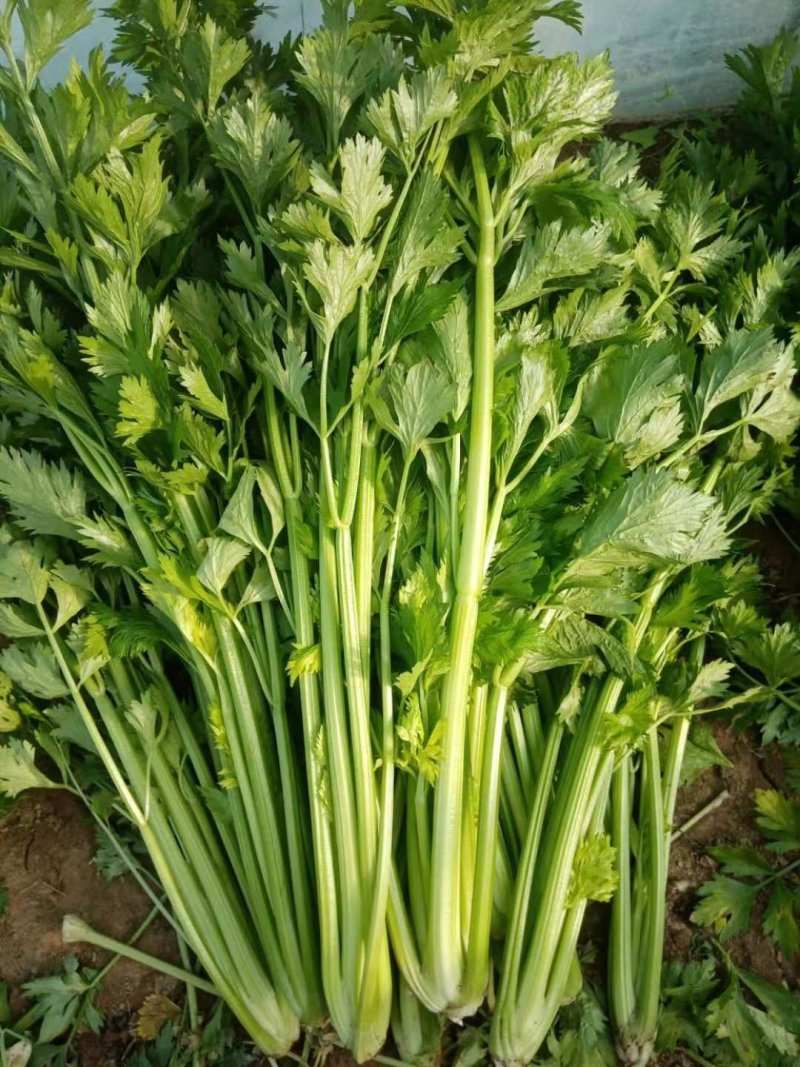 芹菜滑县芹菜万亩园区大棚蔬菜种植基地直发一手货源