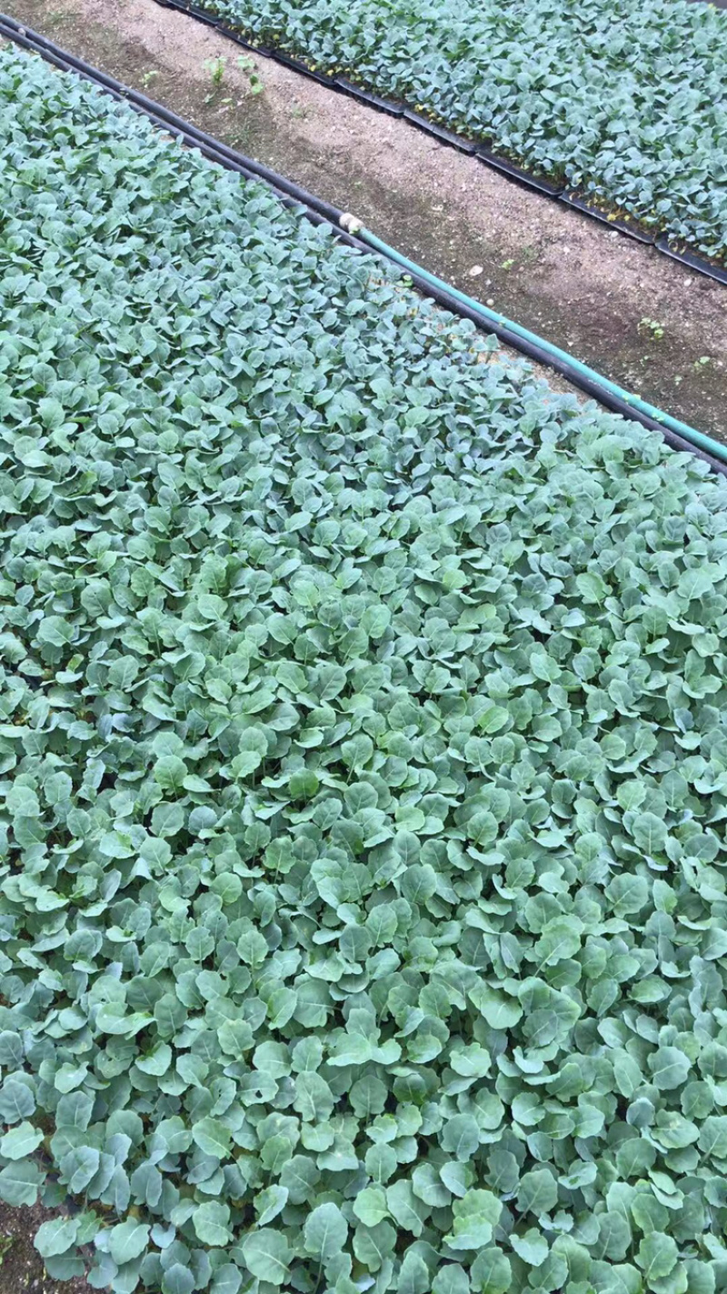 青梗松花种苗，支持预定各类蔬菜苗……