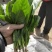 优质大叶菠菜29-25公分，代办服务让您简单又快捷