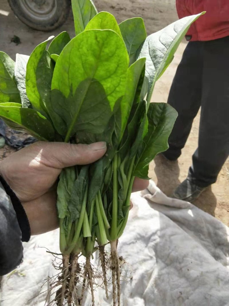 优质大叶菠菜29-25公分，代办服务让您简单又快捷
