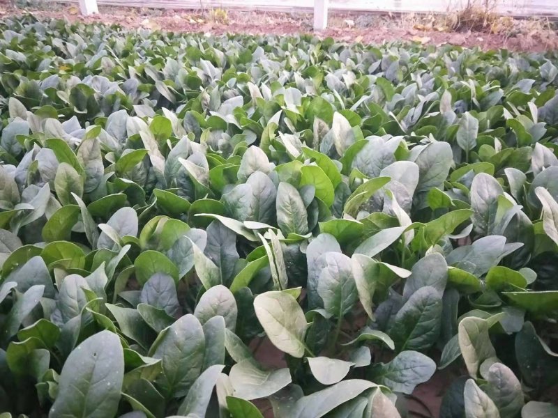 优质大叶菠菜29-25公分，代办服务让您简单又快捷
