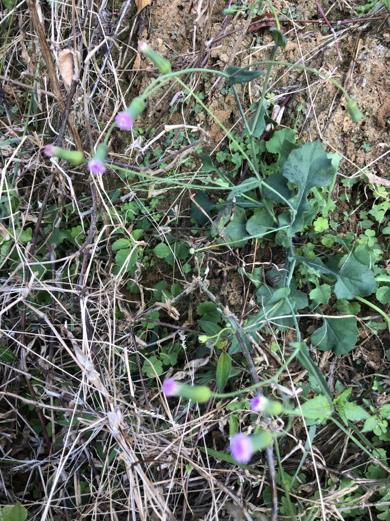 纯野生一点红、干贷、鲜货都有、注；鲜货要提前预定。