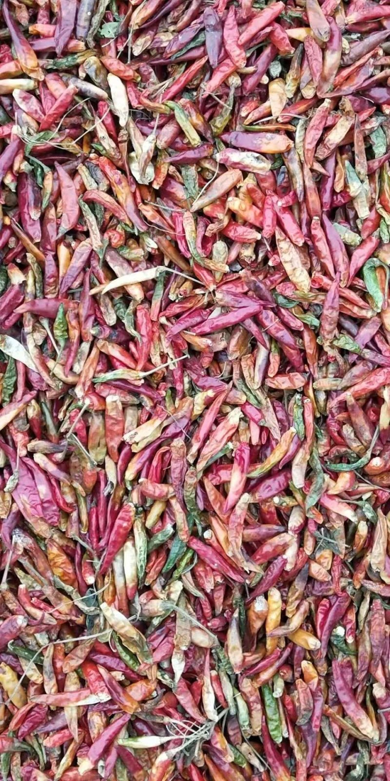三樱八号下通花皮干辣椒量大货足保质保量大吨位供应