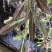 野生葫芦茶、鲜货干货均有货，注；鲜货提前预定。