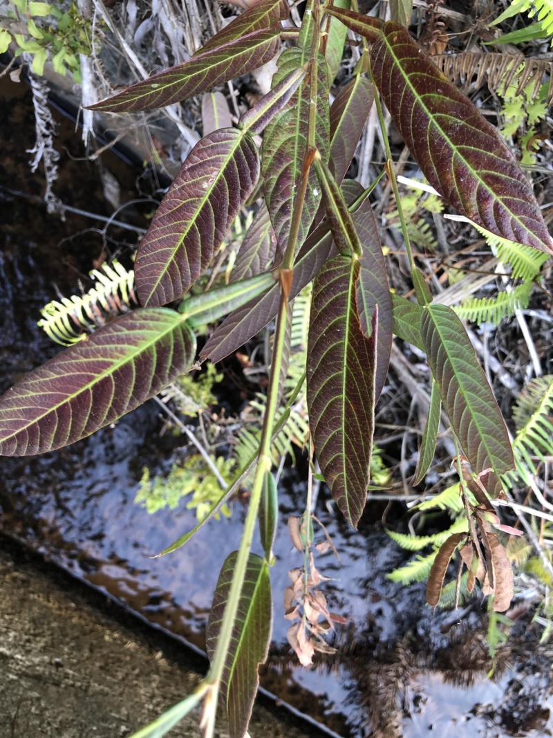 野生葫芦茶、鲜货干货均有货，注；鲜货提前预定。
