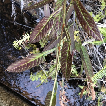 野生葫芦茶、鲜货干货均有货，注；鲜货提前预定。