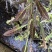 野生葫芦茶、鲜货干货均有货，注；鲜货提前预定。