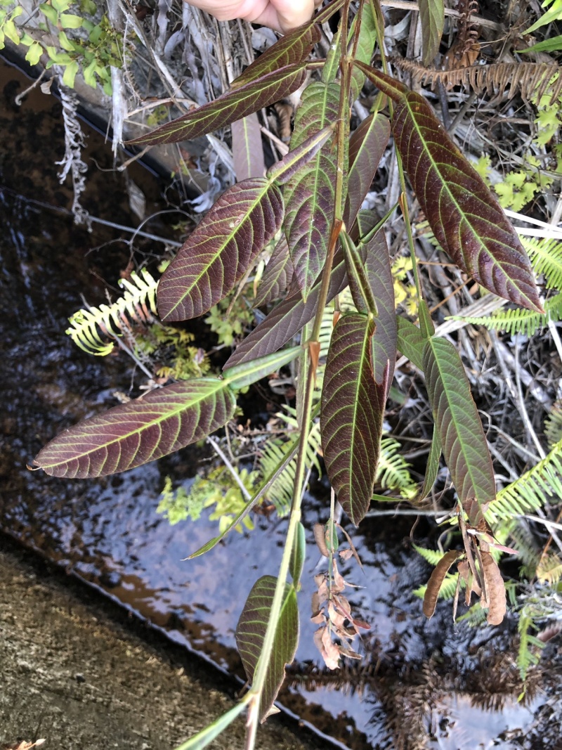 野生葫芦茶、鲜货干货均有货，注；鲜货提前预定。