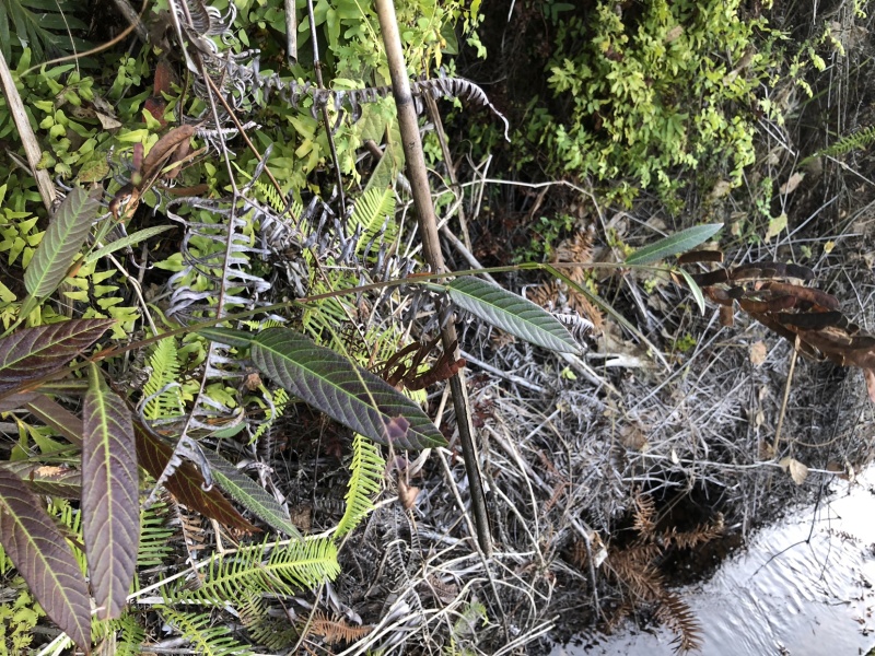 野生葫芦茶、鲜货干货均有货，注；鲜货提前预定。