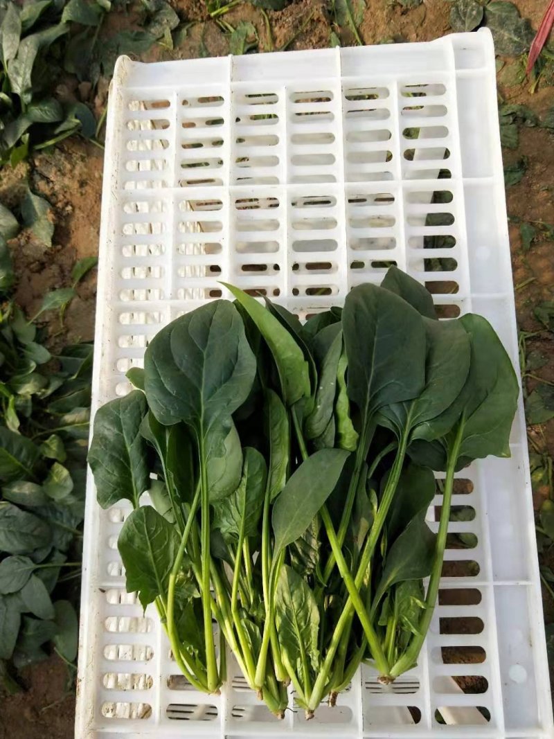 优质大菠菜25-27公分，做工仔细，新鲜直达！