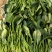 优质大菠菜25-27公分，做工仔细，新鲜直达！