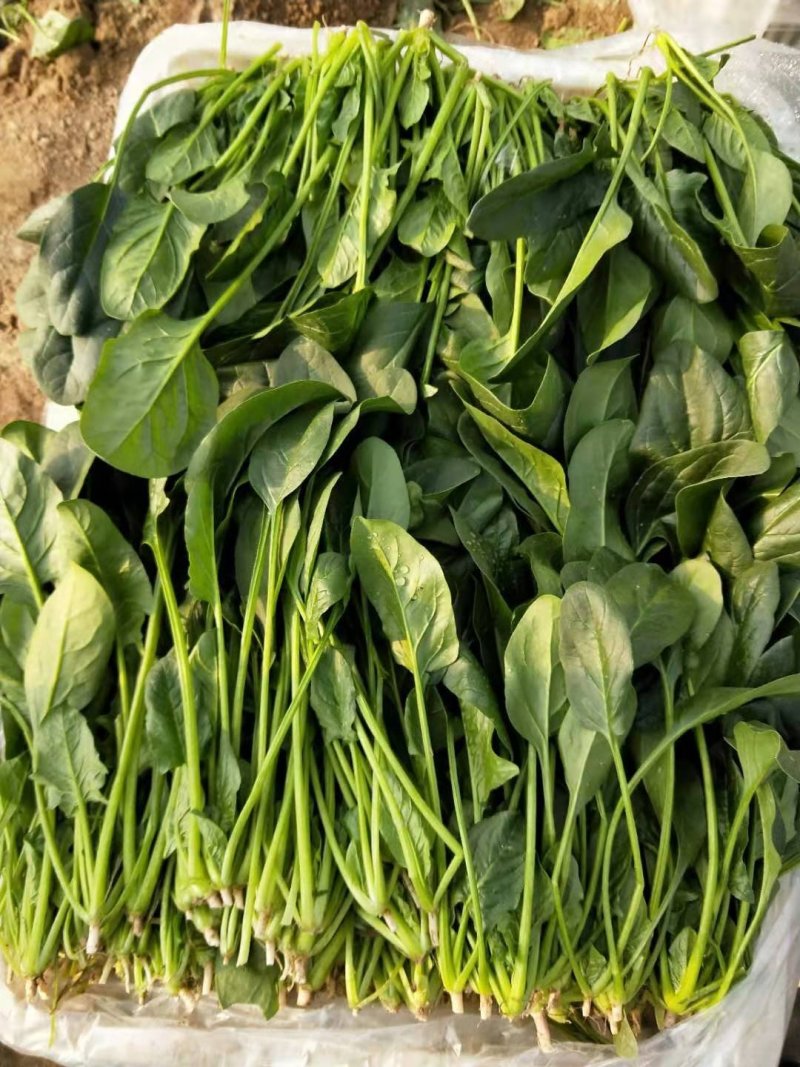 优质大菠菜25-27公分，做工仔细，新鲜直达！