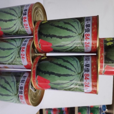 耐裂早佳8424西瓜种子早熟果实高圆形皮薄多汁