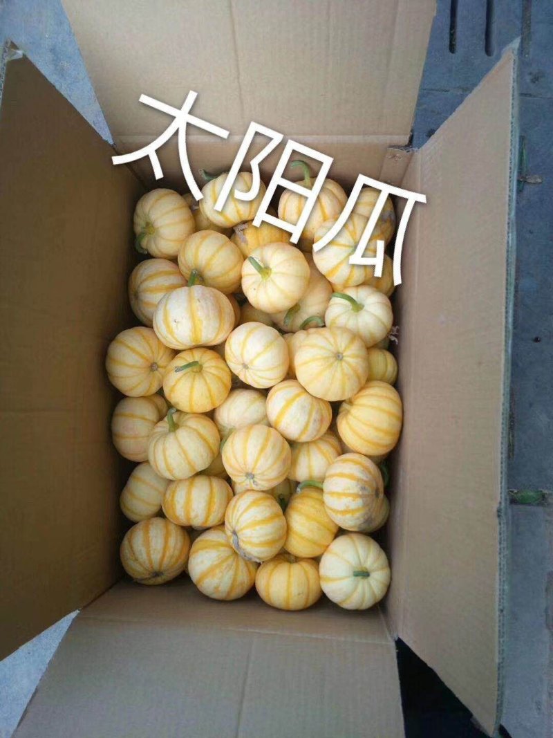 桔瓜，太阳果，太阳瓜，黄贝贝品质保证价格合理