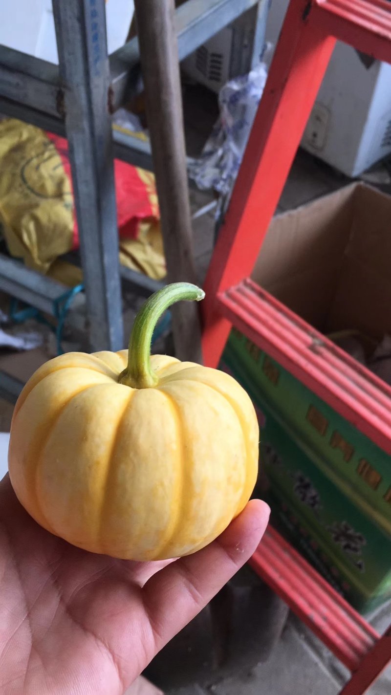 桔瓜，太阳果，太阳瓜，黄贝贝品质保证价格合理