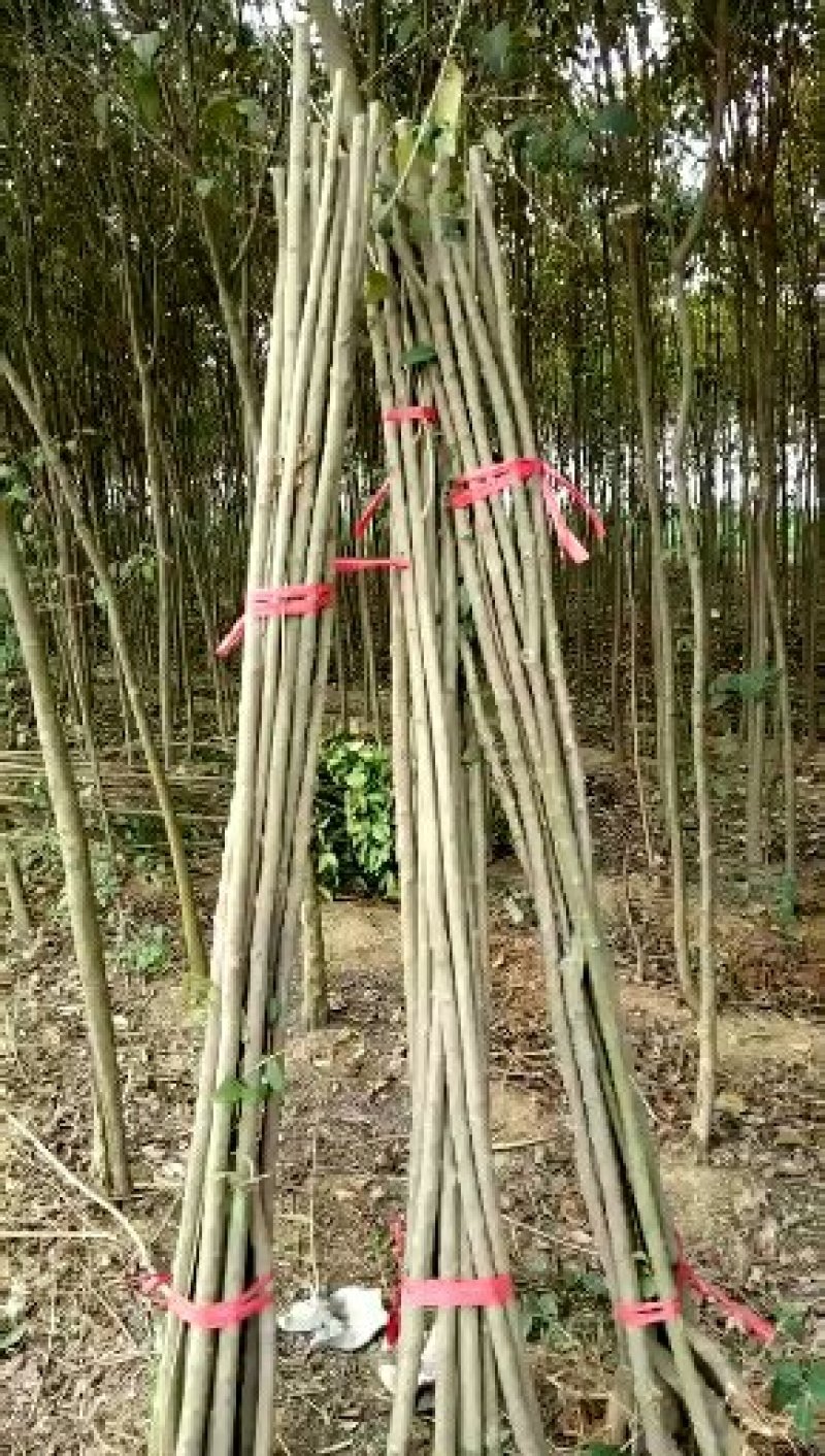 2公分女贞成活率高长势好量大从优基地直发