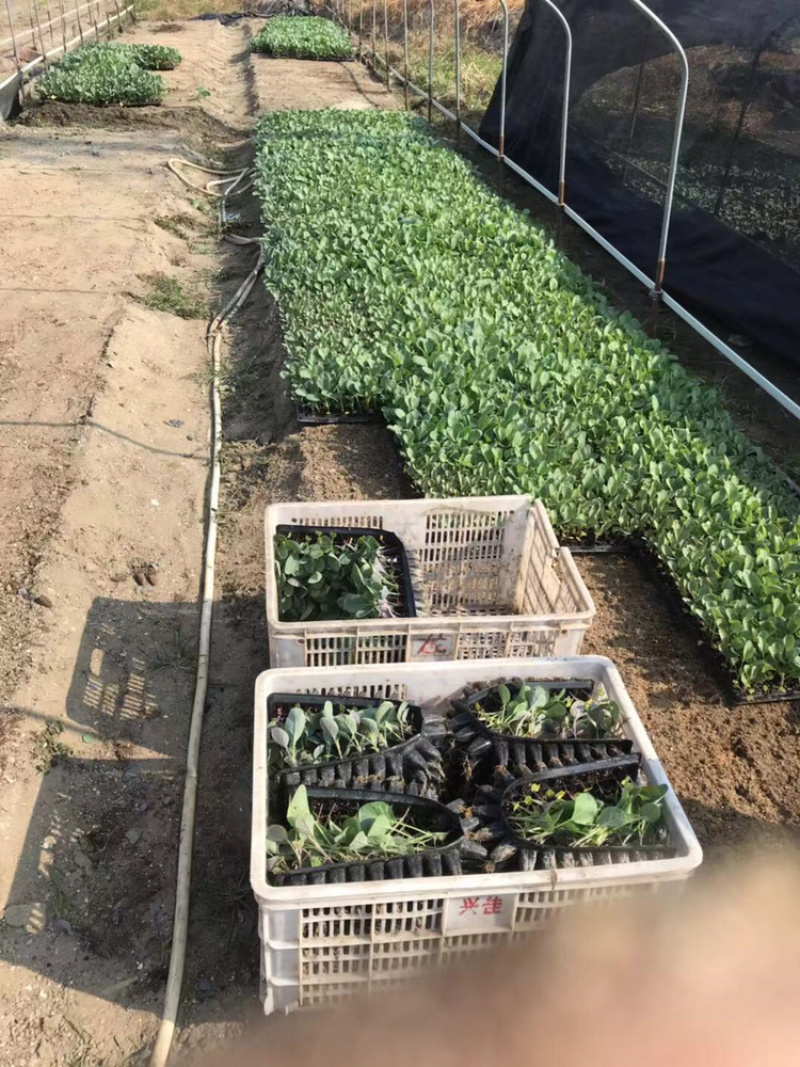 西兰花种苗，货源充足，质量保证