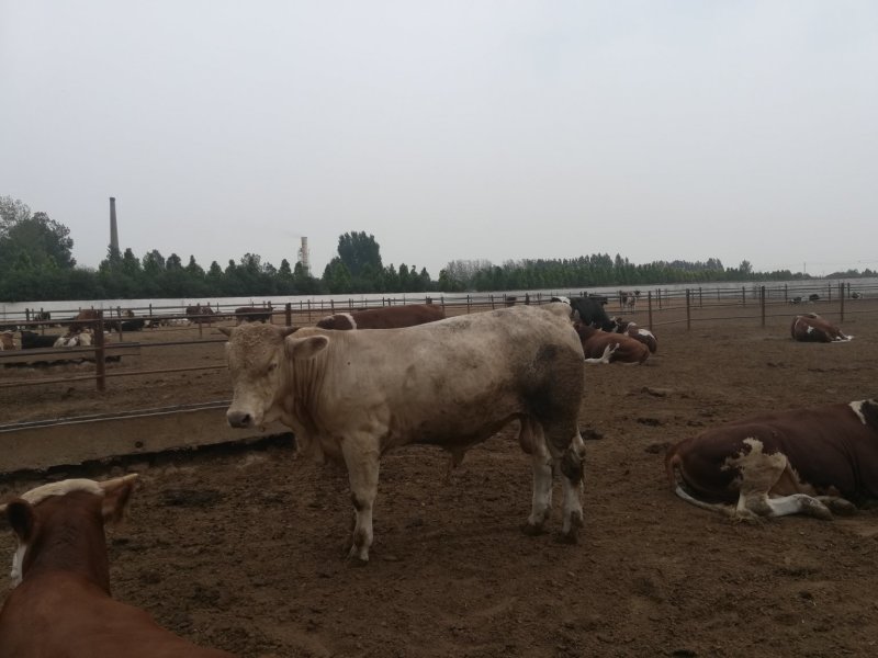 改良肉牛，四元杂交，鲁西黄牛，肉牛肉牛犊肉牛牛犊商品肉牛
