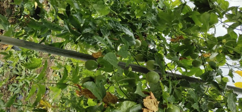 木瓜百香果苗、黄金百香果苗