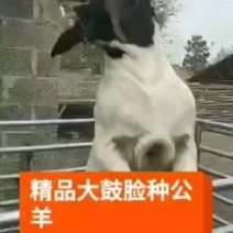 波尔山羊，山羊中的优秀品种！