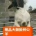 波尔山羊，山羊中的优秀品种！