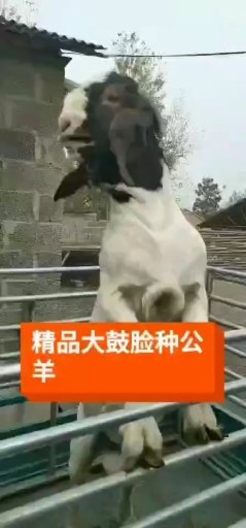 波尔山羊，山羊中的优秀品种！