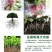 快速生根粉植物通用生根剂扦插用树木快速速效强力生根粉发根