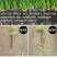 快速生根粉植物通用生根剂扦插用树木快速速效强力生根粉发根