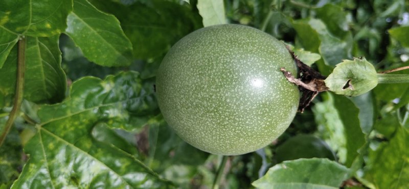 荔枝味百香果苗10~20cm