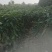 矮化吉塞拉俄罗斯八号樱桃苗车厘子现挖现发提供技术保湿邮寄