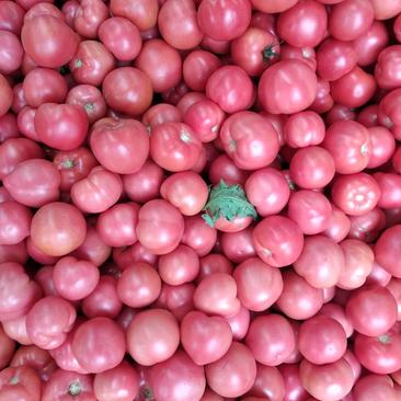万亩硬粉西红柿，色泽好好通货1.6——1.75
