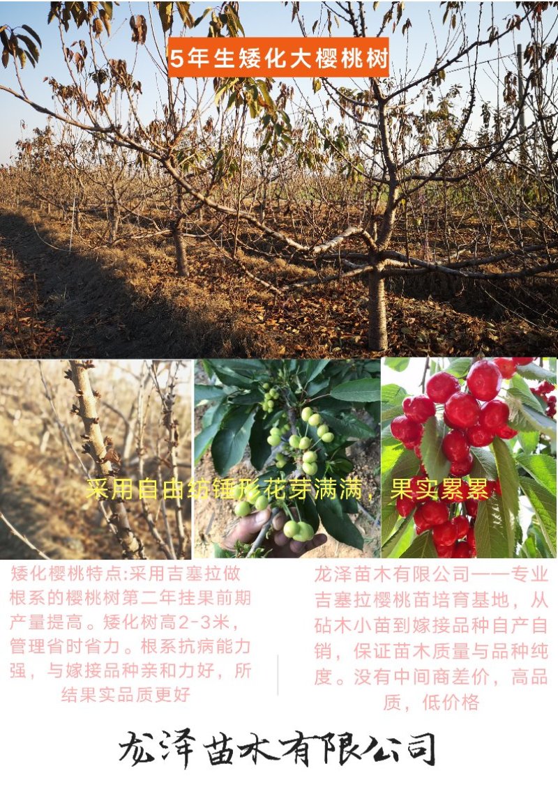 矮化樱桃树苗乔化美早齐早俄罗斯八号萨米脱沙王