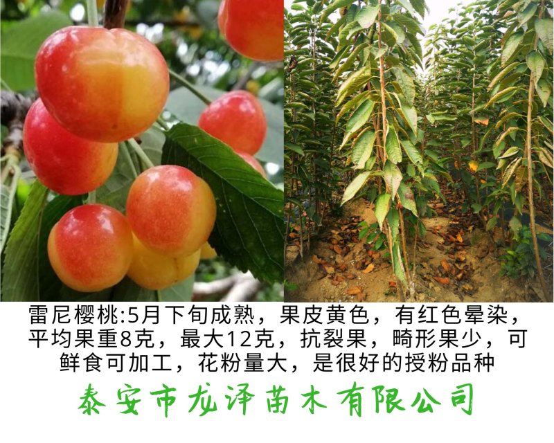 矮化樱桃树苗乔化美早齐早俄罗斯八号萨米脱沙王