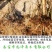 矮化樱桃树苗乔化美早齐早俄罗斯八号萨米脱沙王