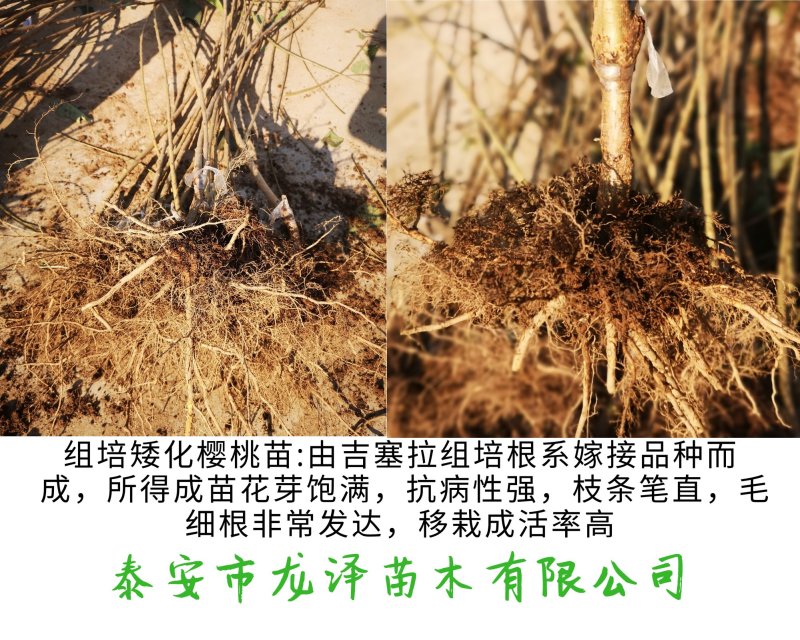 矮化樱桃树苗乔化美早齐早俄罗斯八号萨米脱沙王