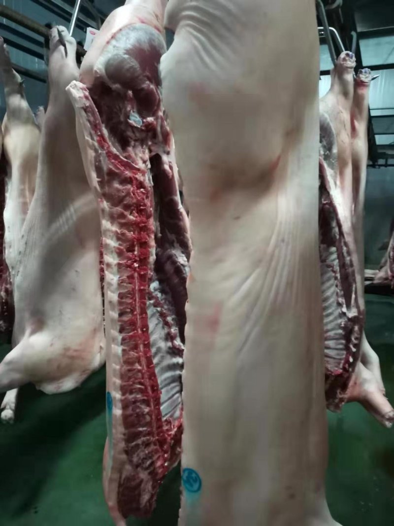 现杀冻白条猪，整个，去头，去脚，冷鲜白条