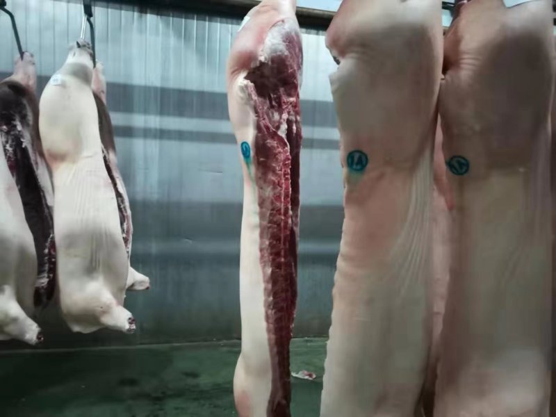 现杀冻白条猪，整个，去头，去脚，冷鲜白条
