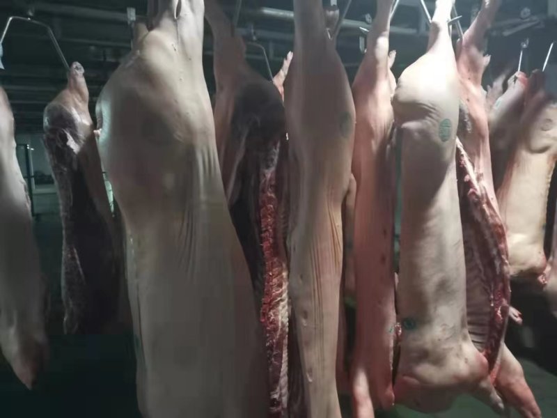 现杀冻白条猪，整个，去头，去脚，冷鲜白条