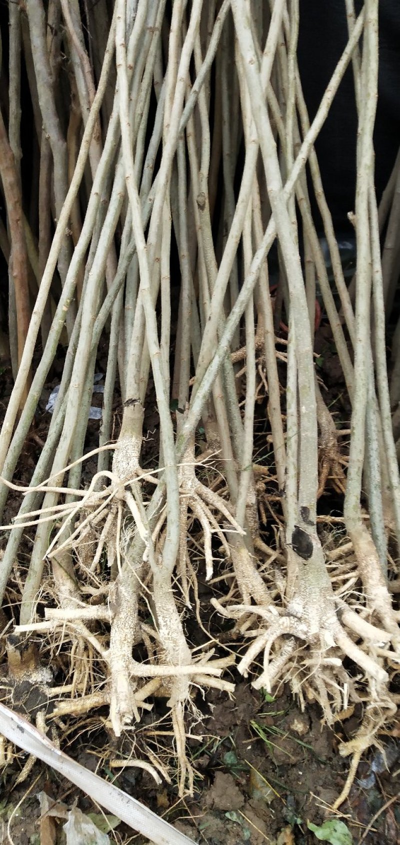 合欢-芙蓉花夏季开花雍容华贵花量大花期长，量大从优