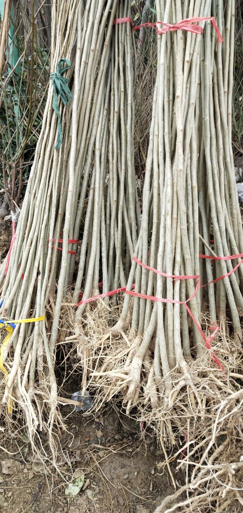 合欢-芙蓉花夏季开花雍容华贵花量大花期长，量大从优