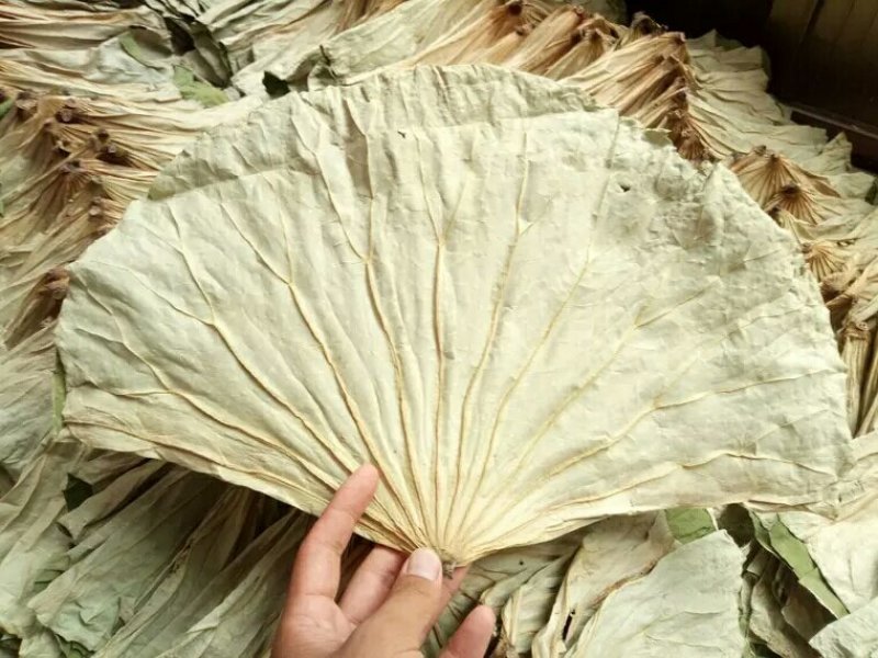 荷叶蒂千余品种供应承接订单