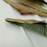 荷叶蒂千余品种供应承接订单